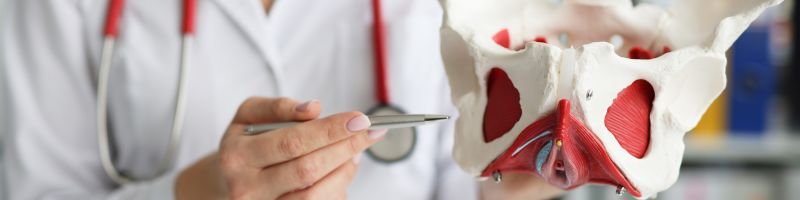 Incontinentie bij bekkenklachten Zorgverlener die met een pen een anatomisch model van het bekken en de omliggende spieren uitlegt